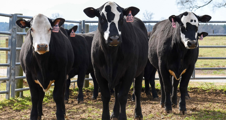 Trump to Cattlemen: Process Your Own Beef